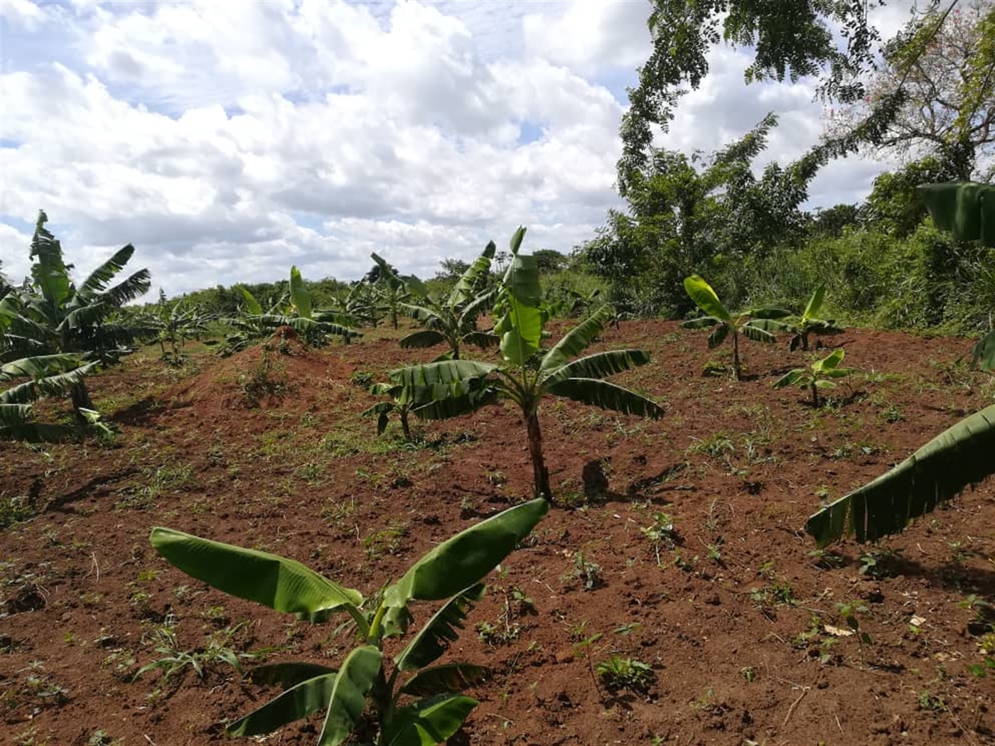 Agricultural Land for sale in Kitwe Kayunga