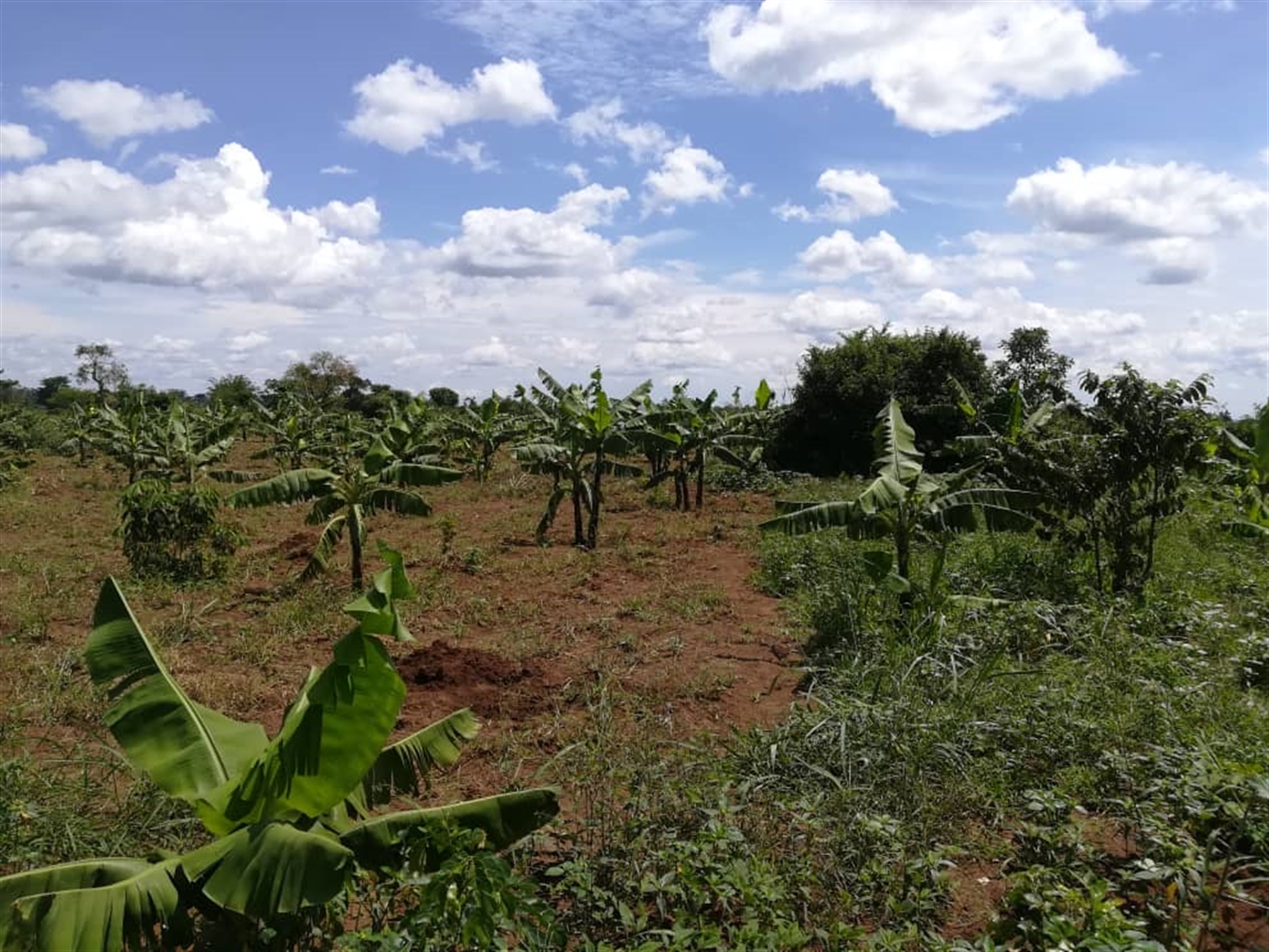 Agricultural Land for sale in Kitwe Kayunga