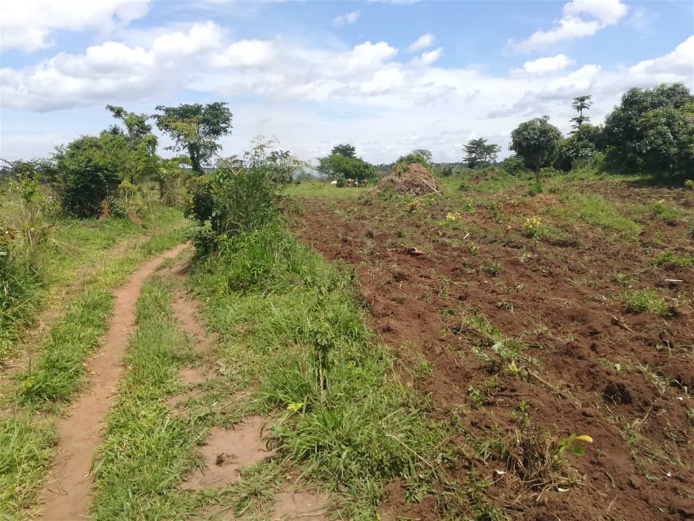 Agricultural Land for sale in Kasawo Mukono