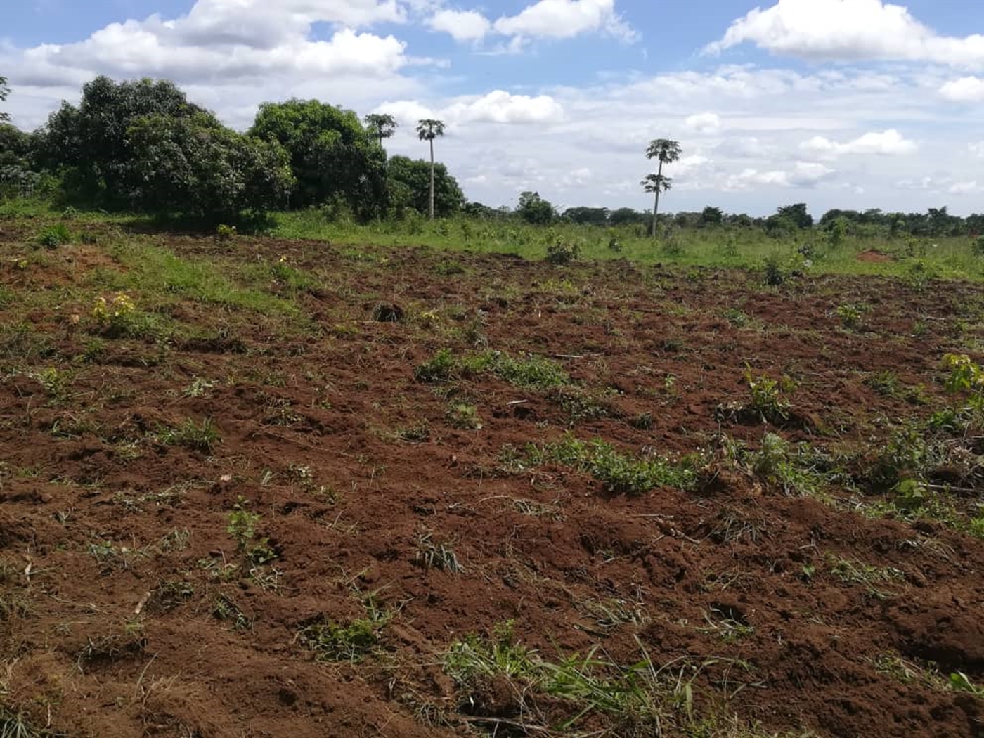 Agricultural Land for sale in Kasawo Mukono