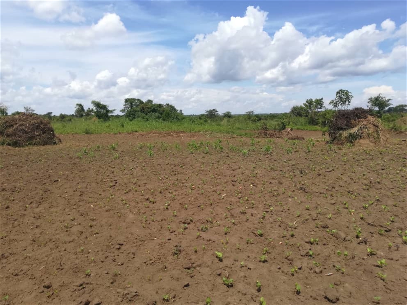 Agricultural Land for sale in Nakisunga Mukono