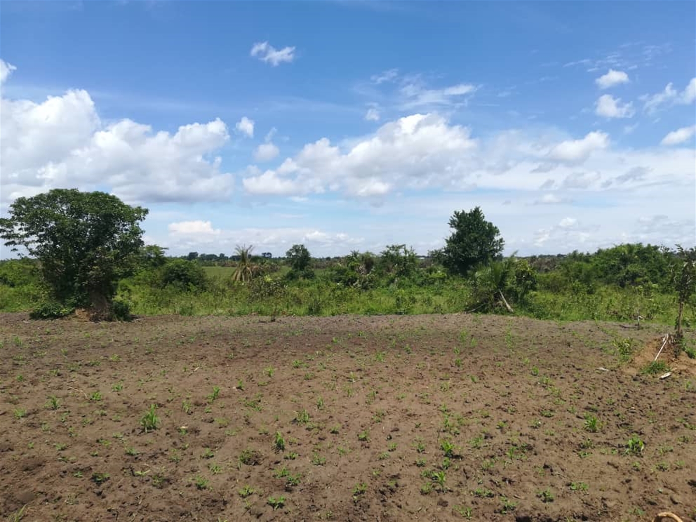 Agricultural Land for sale in Nakisunga Mukono