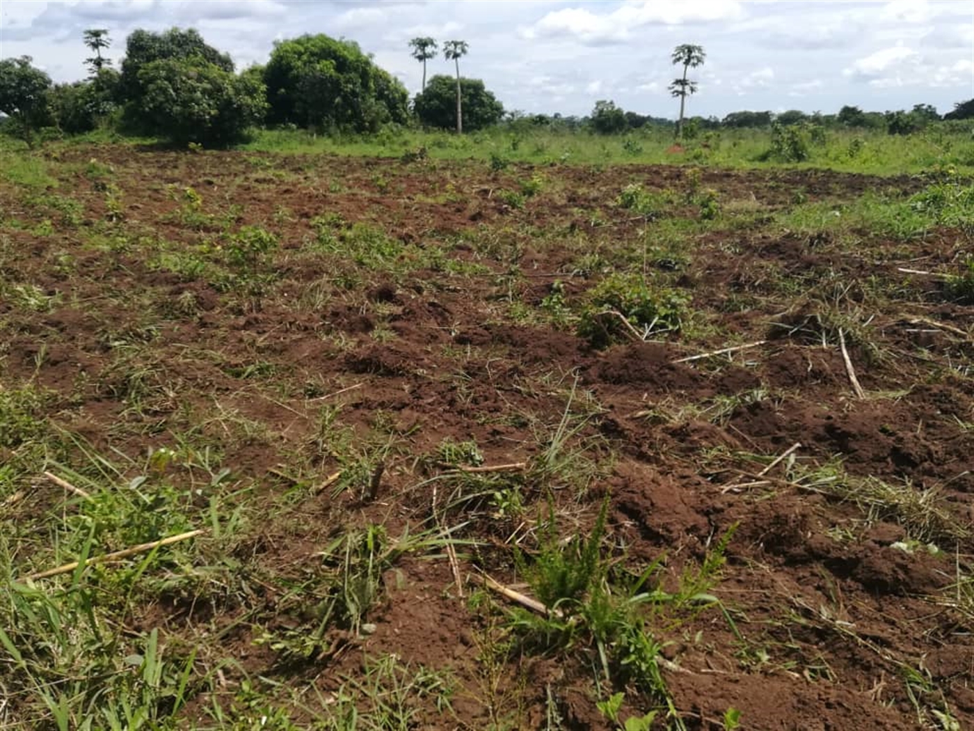 Agricultural Land for sale in Nakisunga Mukono