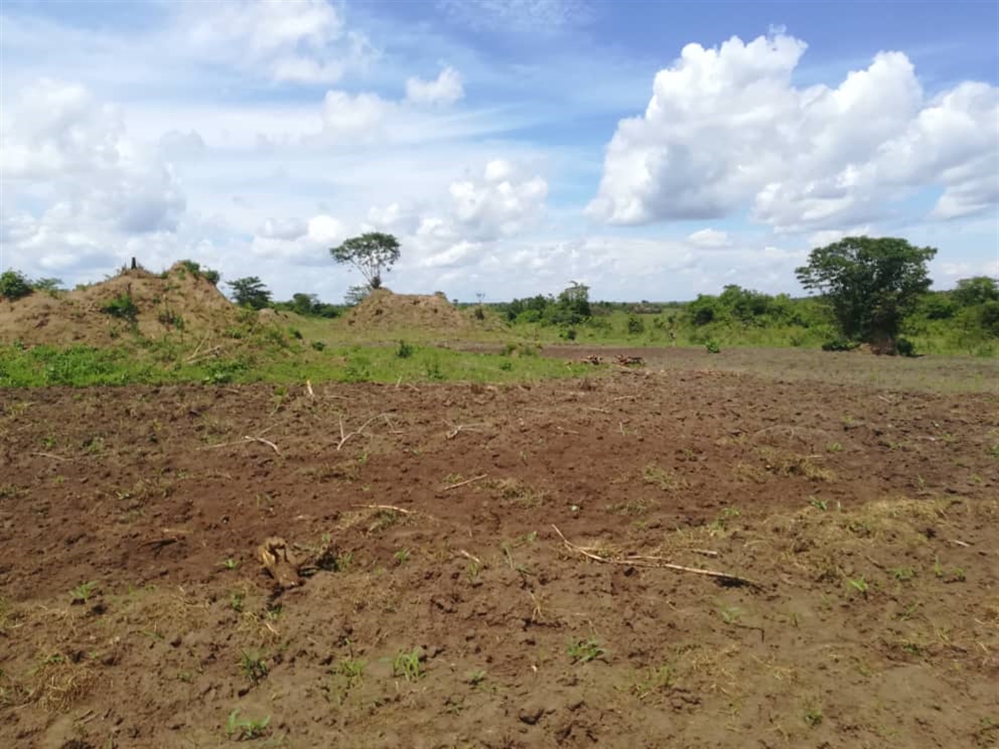 Agricultural Land for sale in Nakisunga Mukono