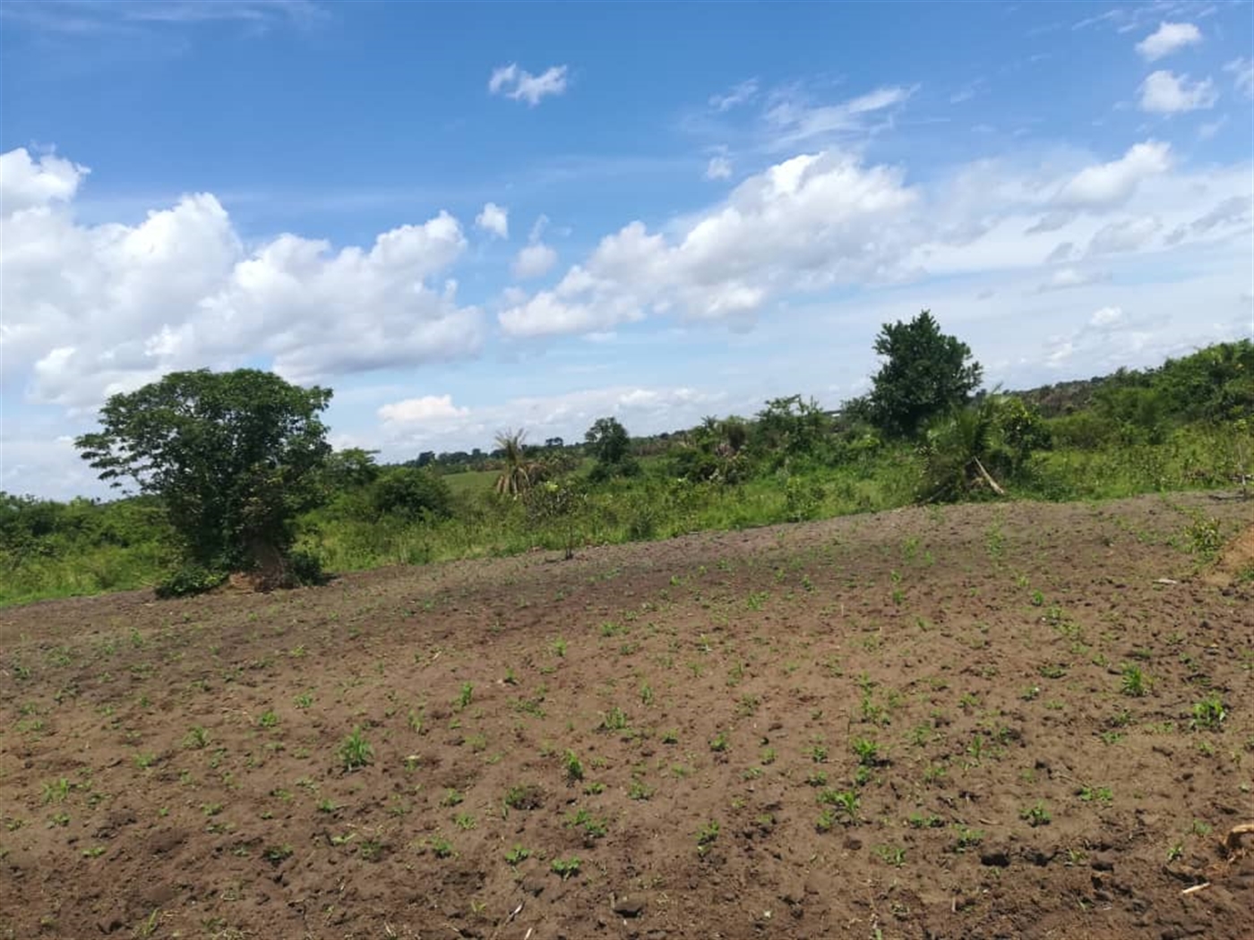 Agricultural Land for sale in Nakisunga Mukono