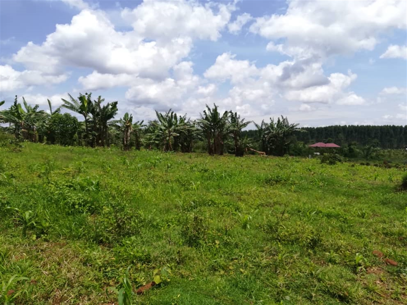 Residential Land for sale in Mpoma Mukono