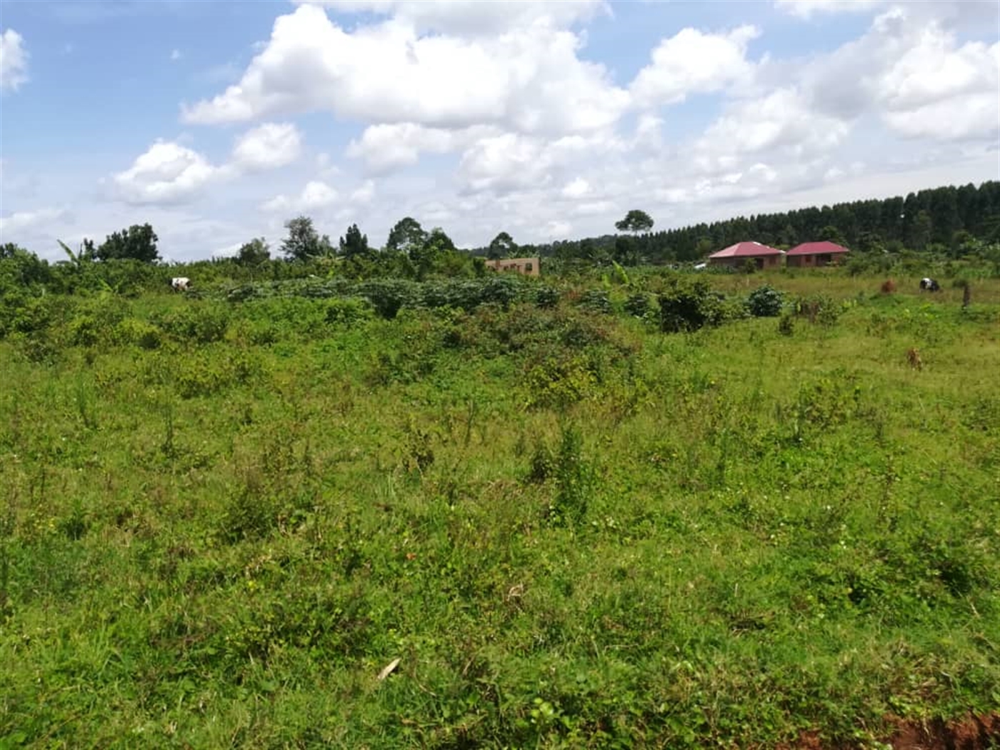 Residential Land for sale in Mpoma Mukono