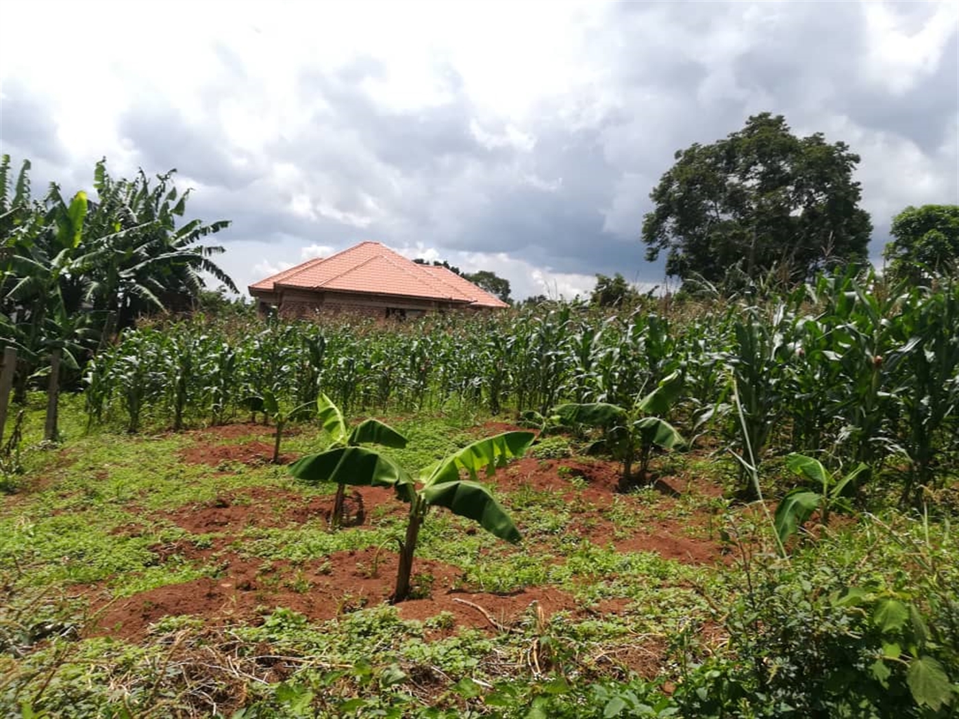 Residential Land for sale in Mpoma Mukono