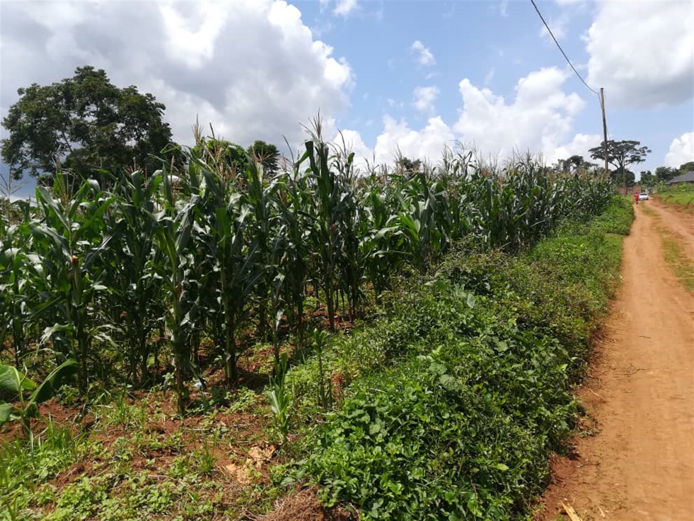 Residential Land for sale in Mpoma Mukono