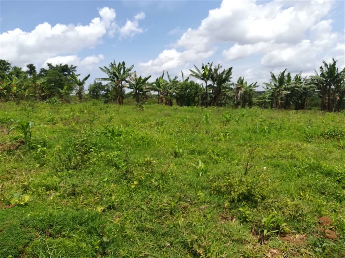 Residential Land for sale in Mpoma Mukono