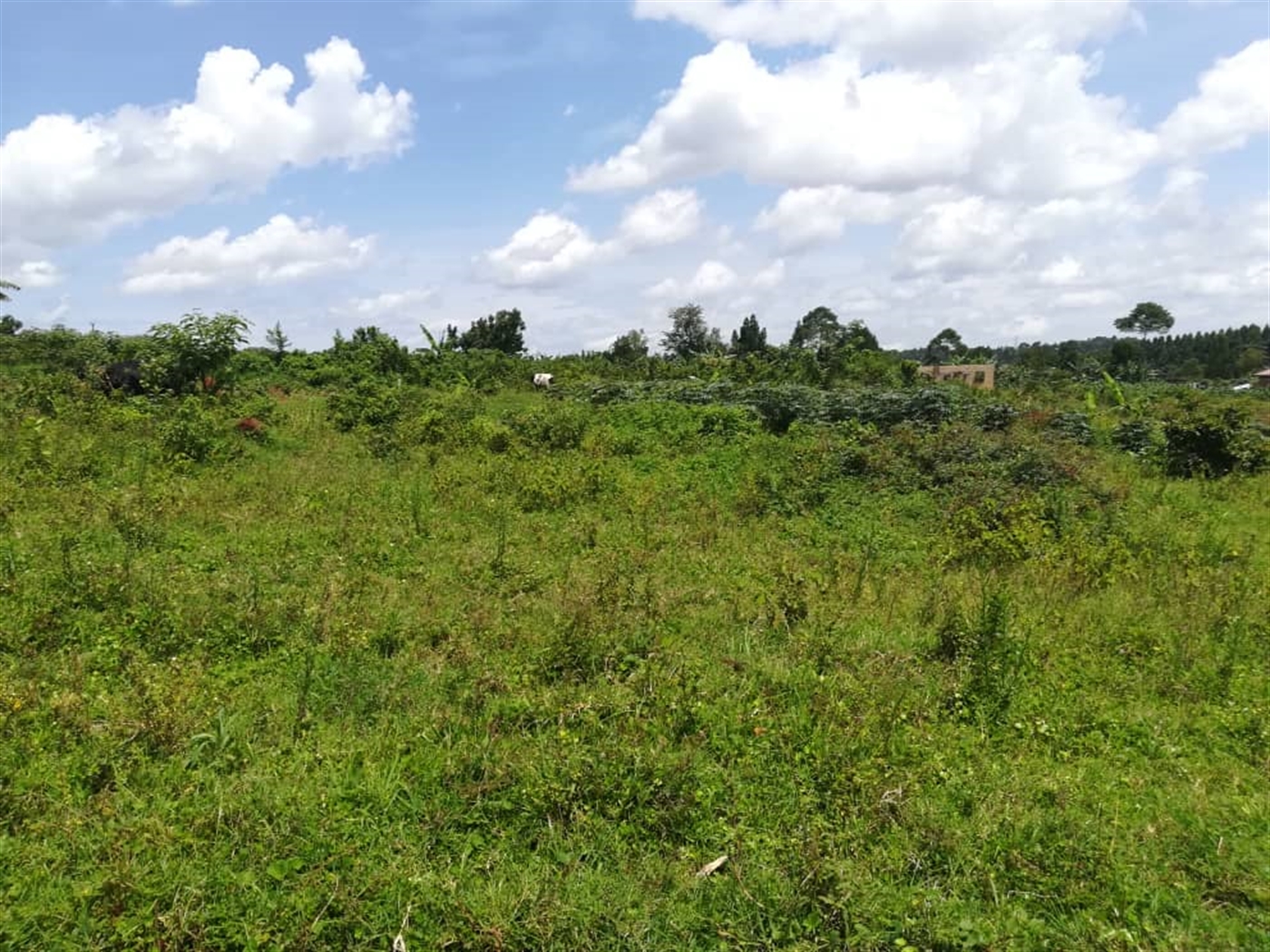 Residential Land for sale in Mpoma Mukono