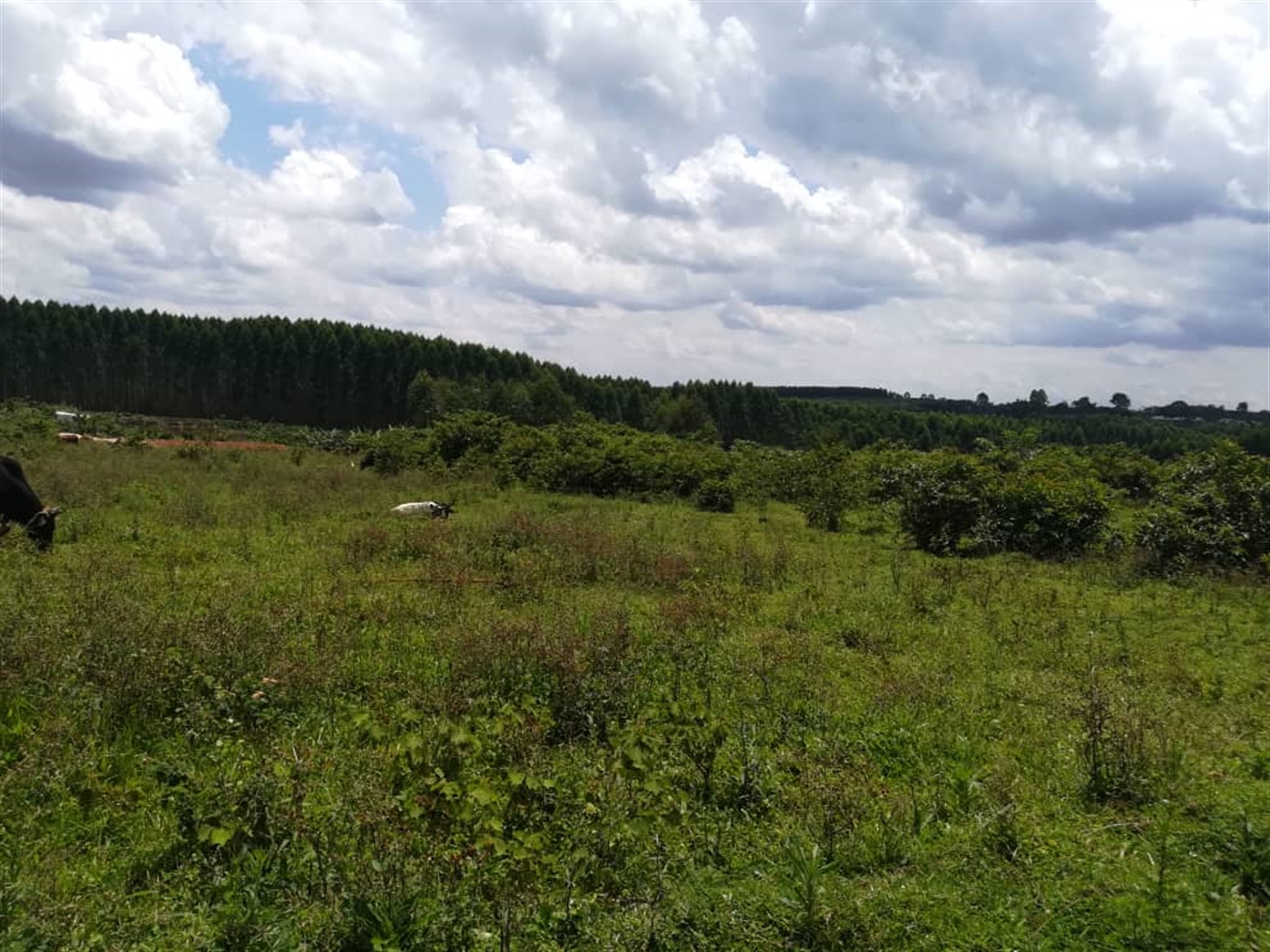 Residential Land for sale in Mpoma Mukono