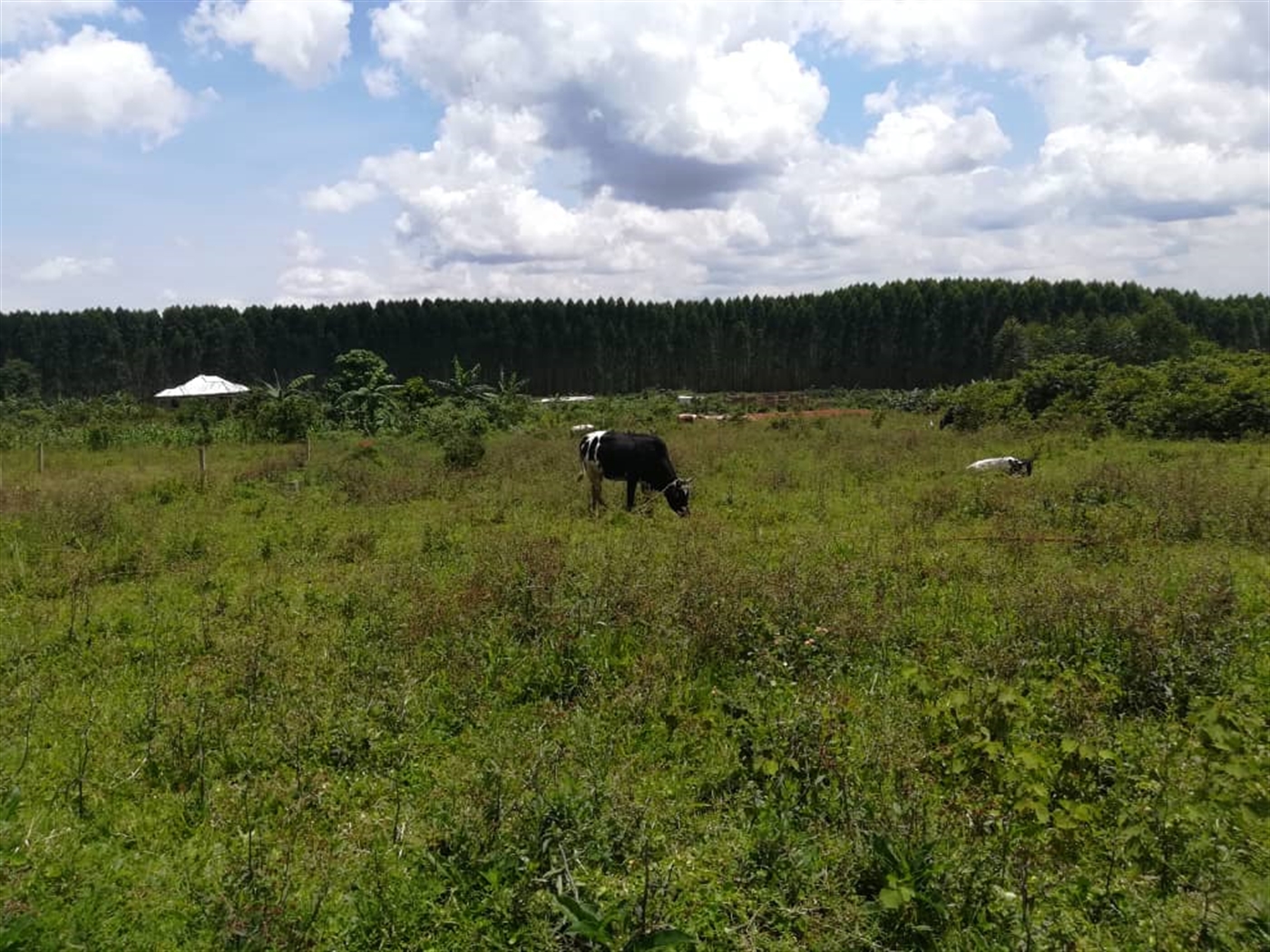 Residential Land for sale in Mpoma Mukono