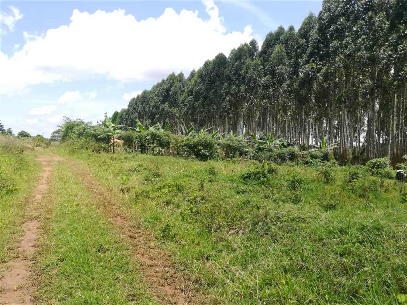 Residential Land for sale in Mpoma Mukono