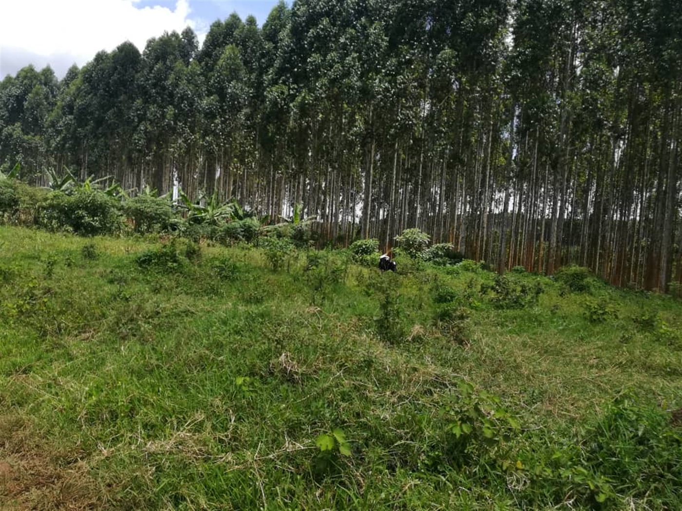 Residential Land for sale in Mpoma Mukono