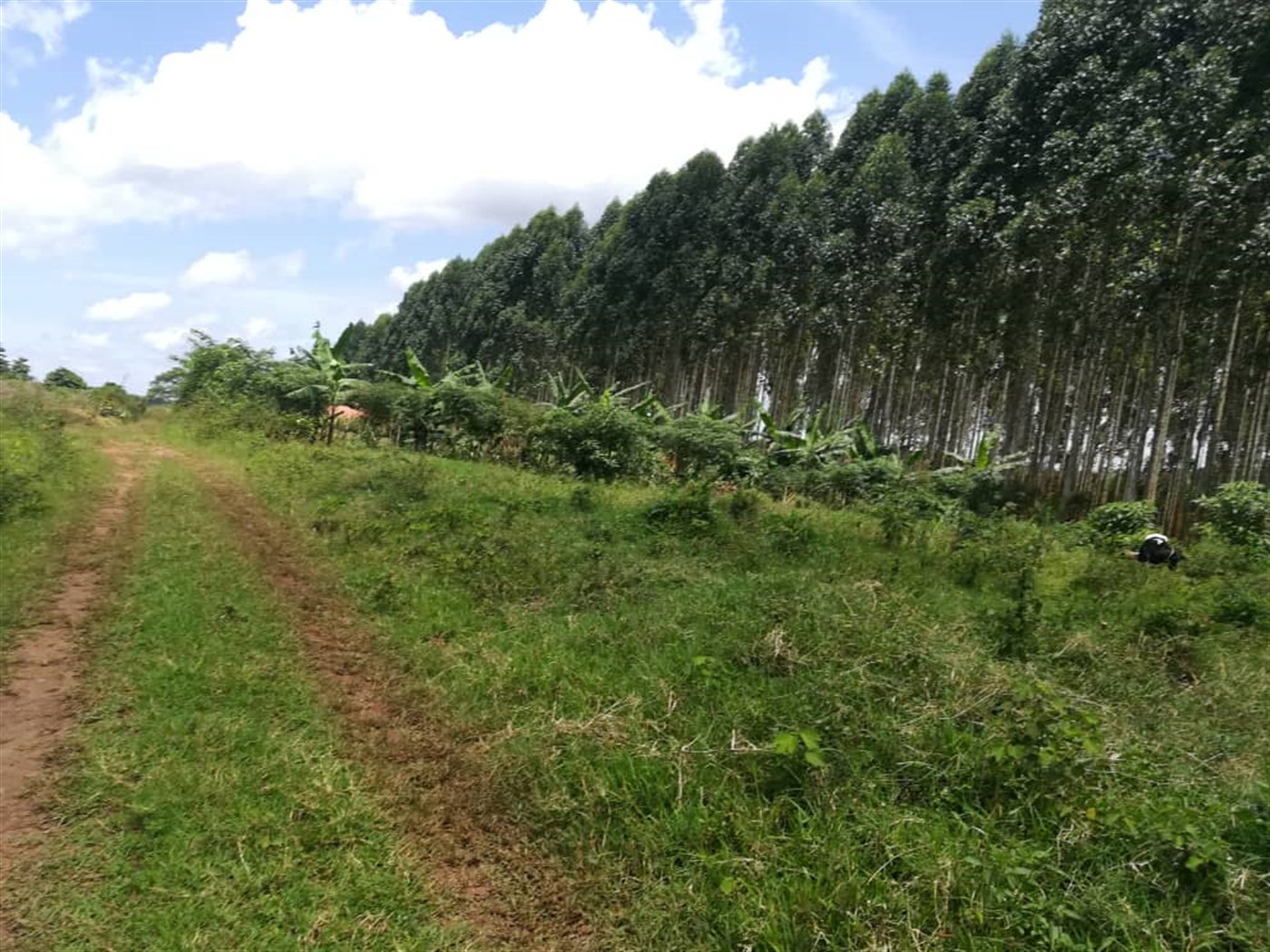 Residential Land for sale in Mpoma Mukono