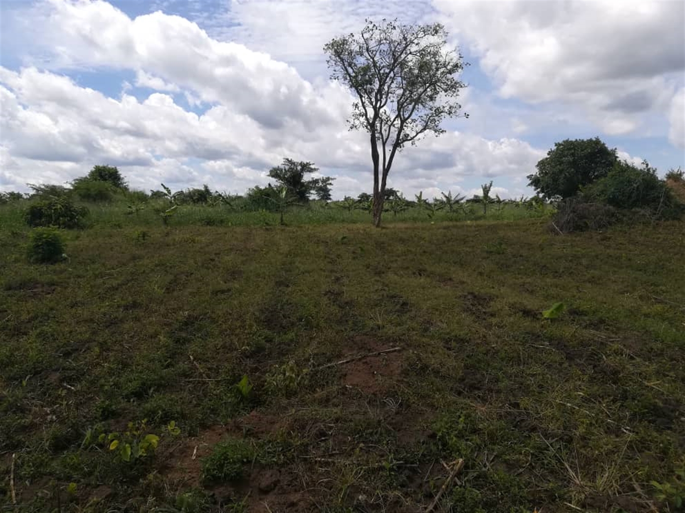 Agricultural Land for sale in Bbaale Kayunga