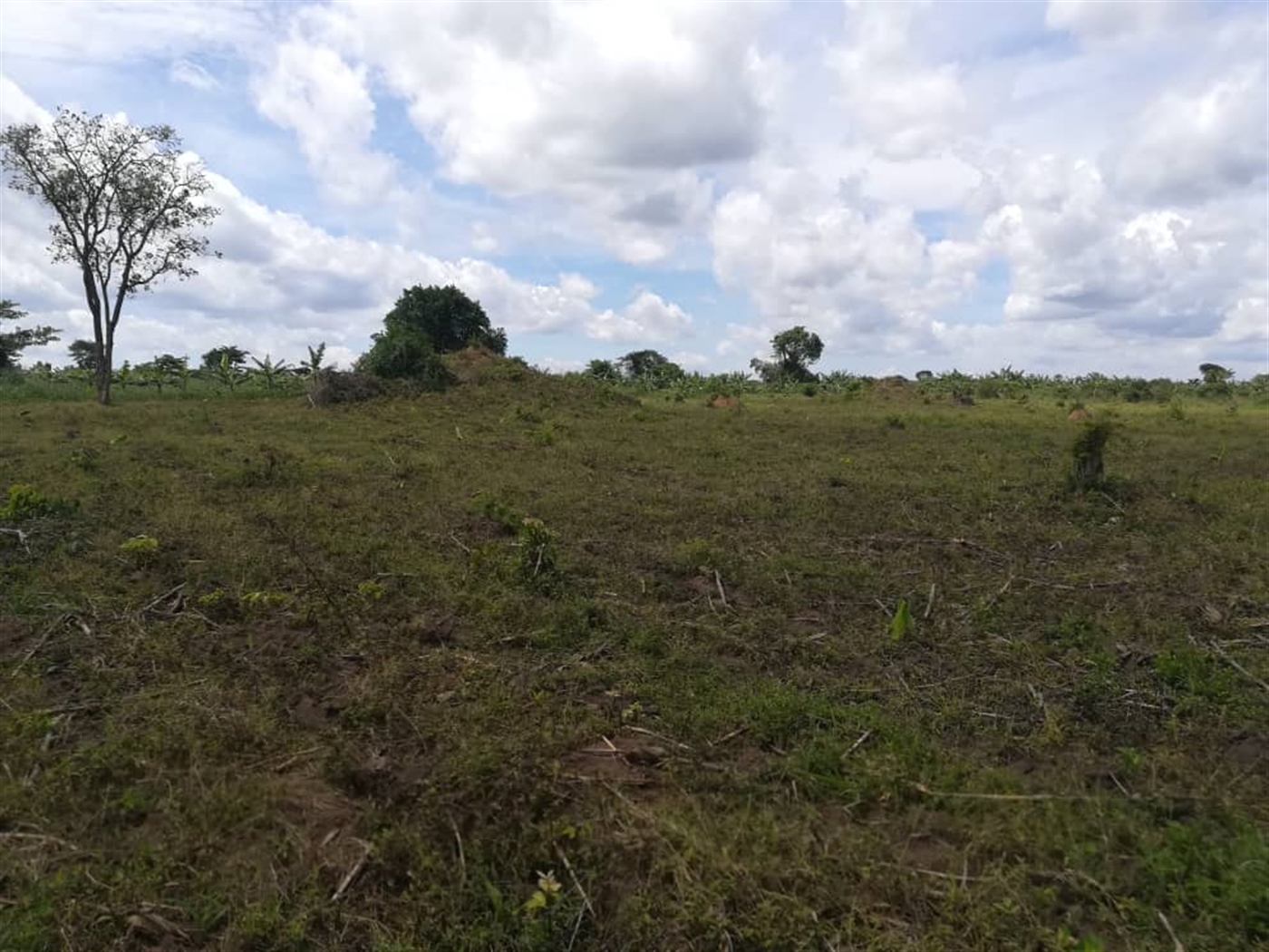 Agricultural Land for sale in Bbaale Kayunga