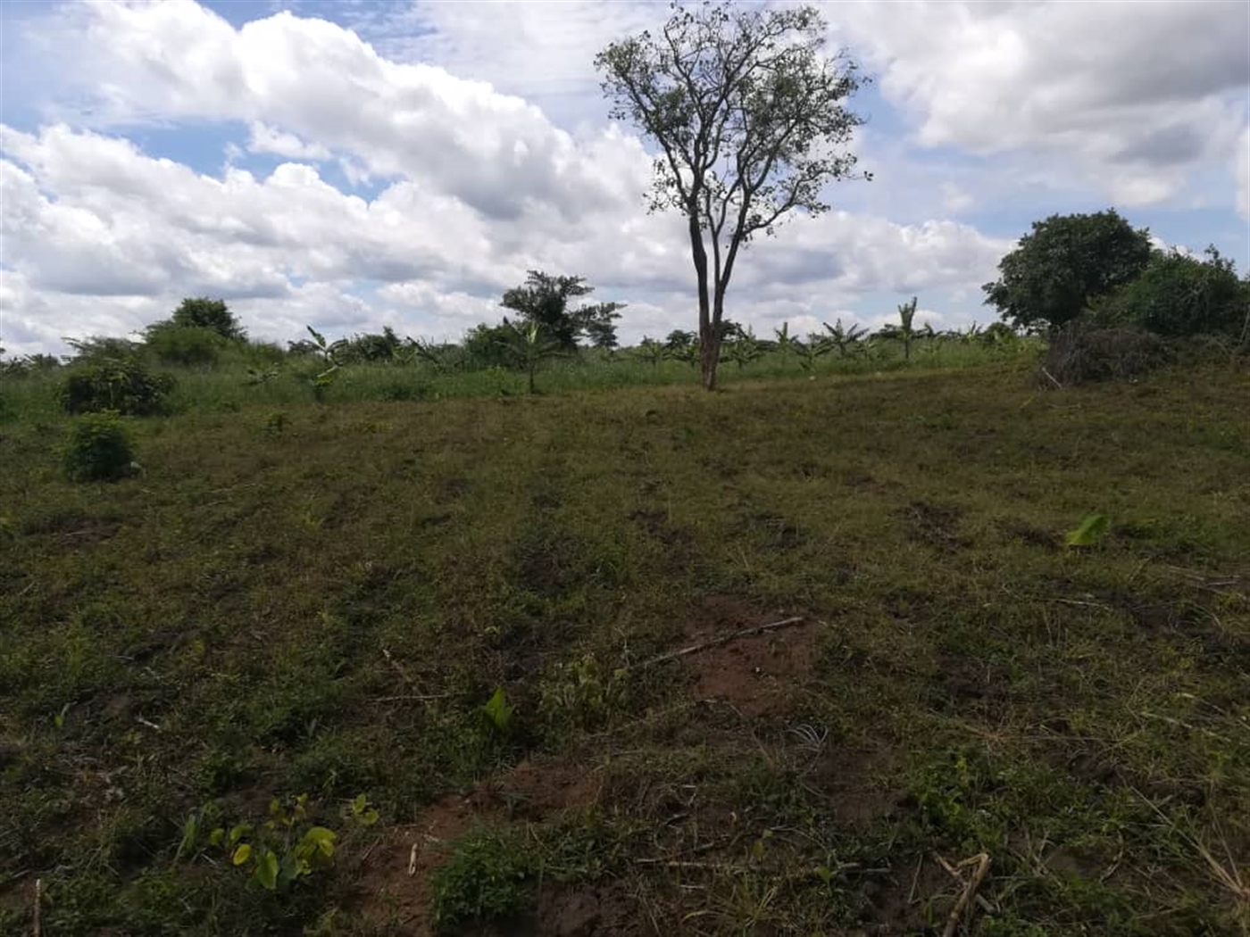 Agricultural Land for sale in Bbaale Kayunga