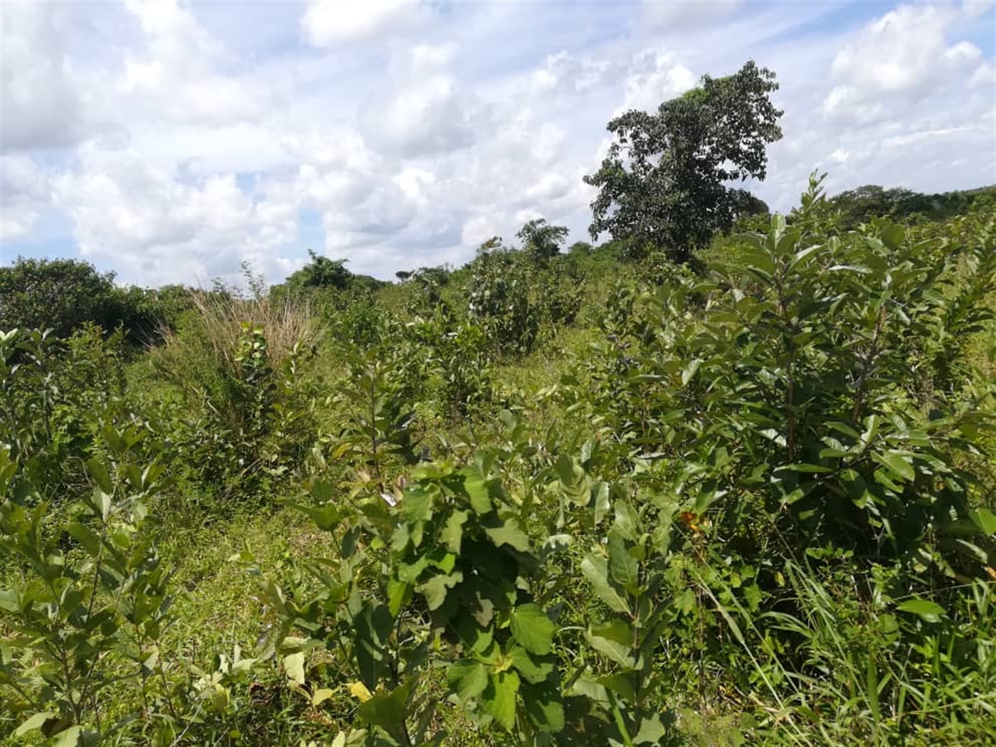 Agricultural Land for sale in Kitwe Kayunga