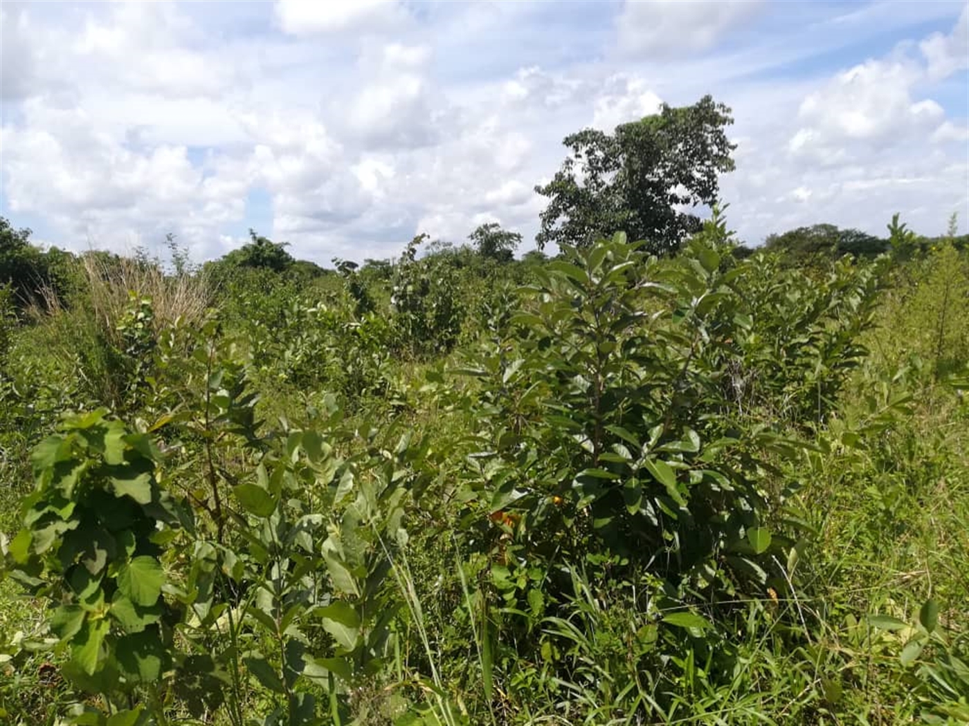 Agricultural Land for sale in Kitwe Kayunga