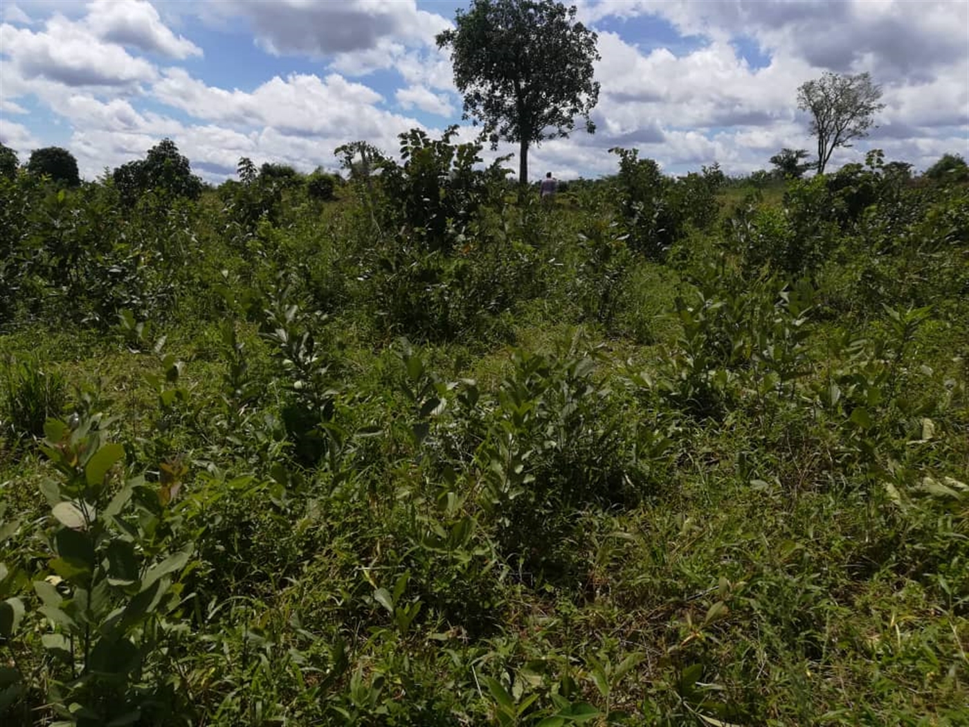 Agricultural Land for sale in Kitwe Kayunga