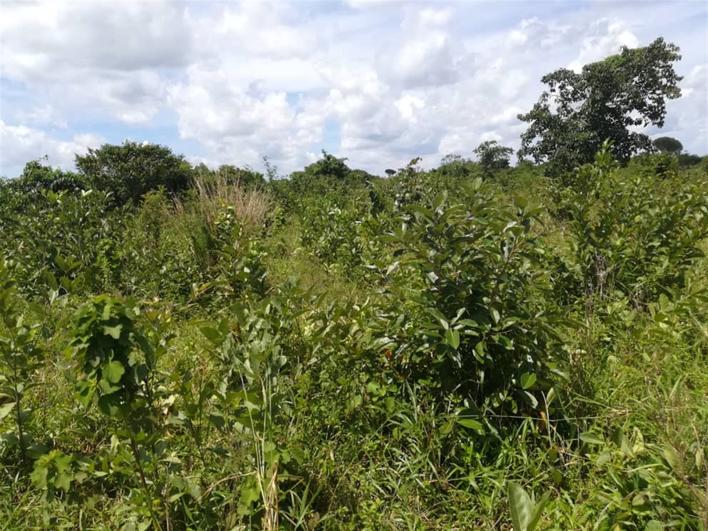 Agricultural Land for sale in Kitwe Kayunga