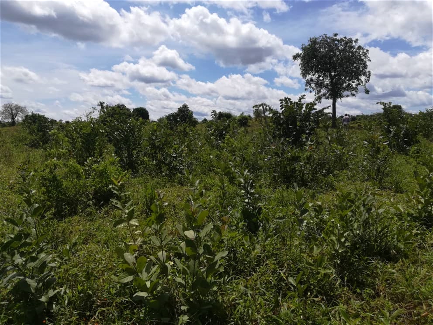 Agricultural Land for sale in Kitwe Kayunga