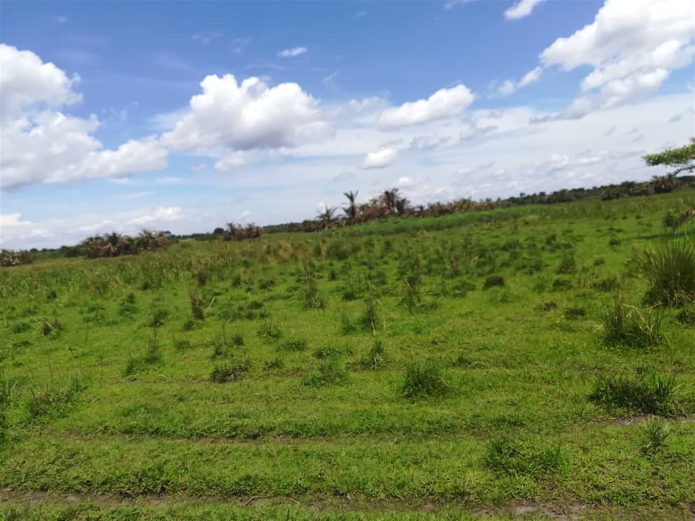 Agricultural Land for sale in Kataigwa Kayunga