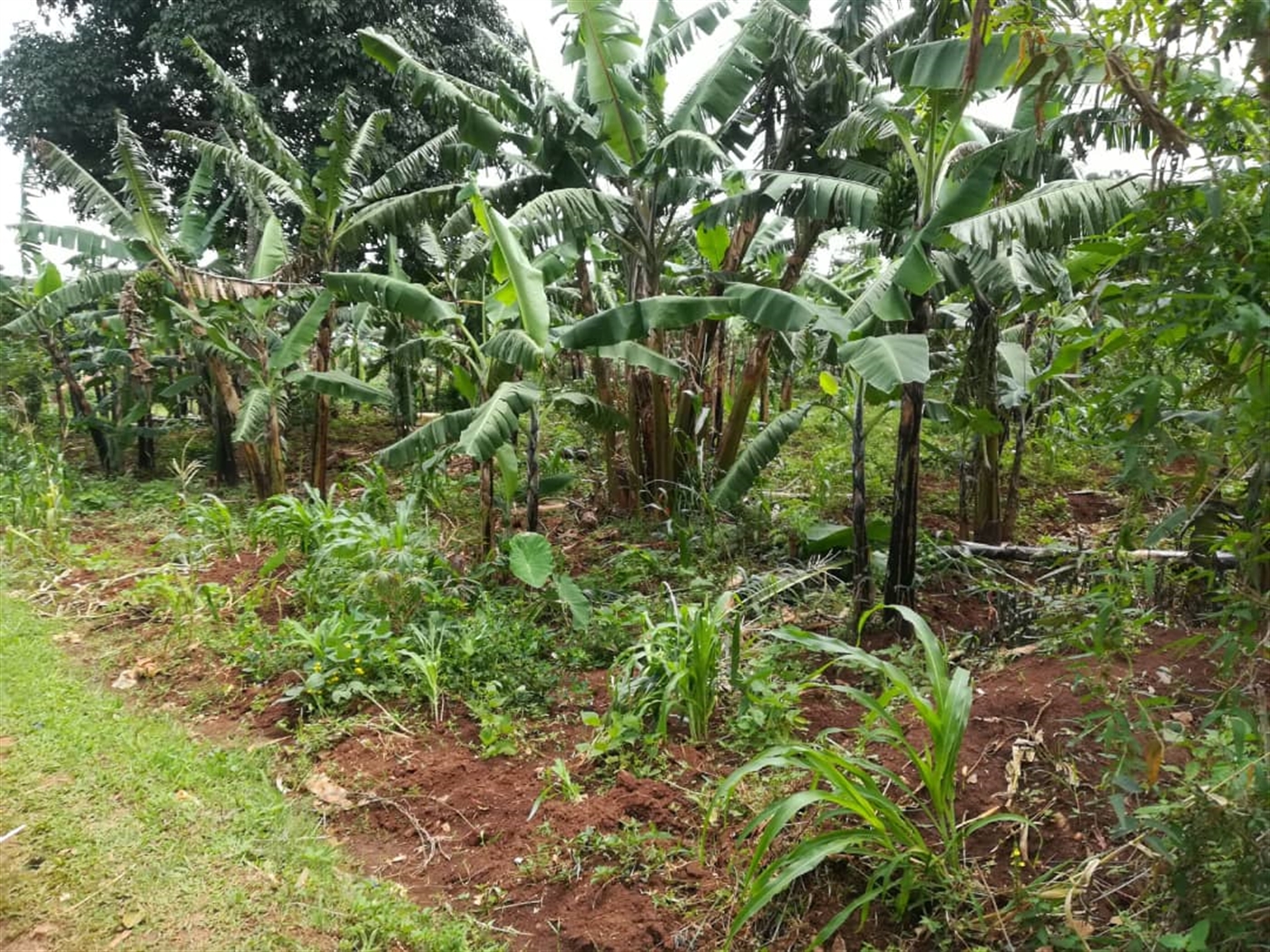 Residential Land for sale in Namilyango Mukono