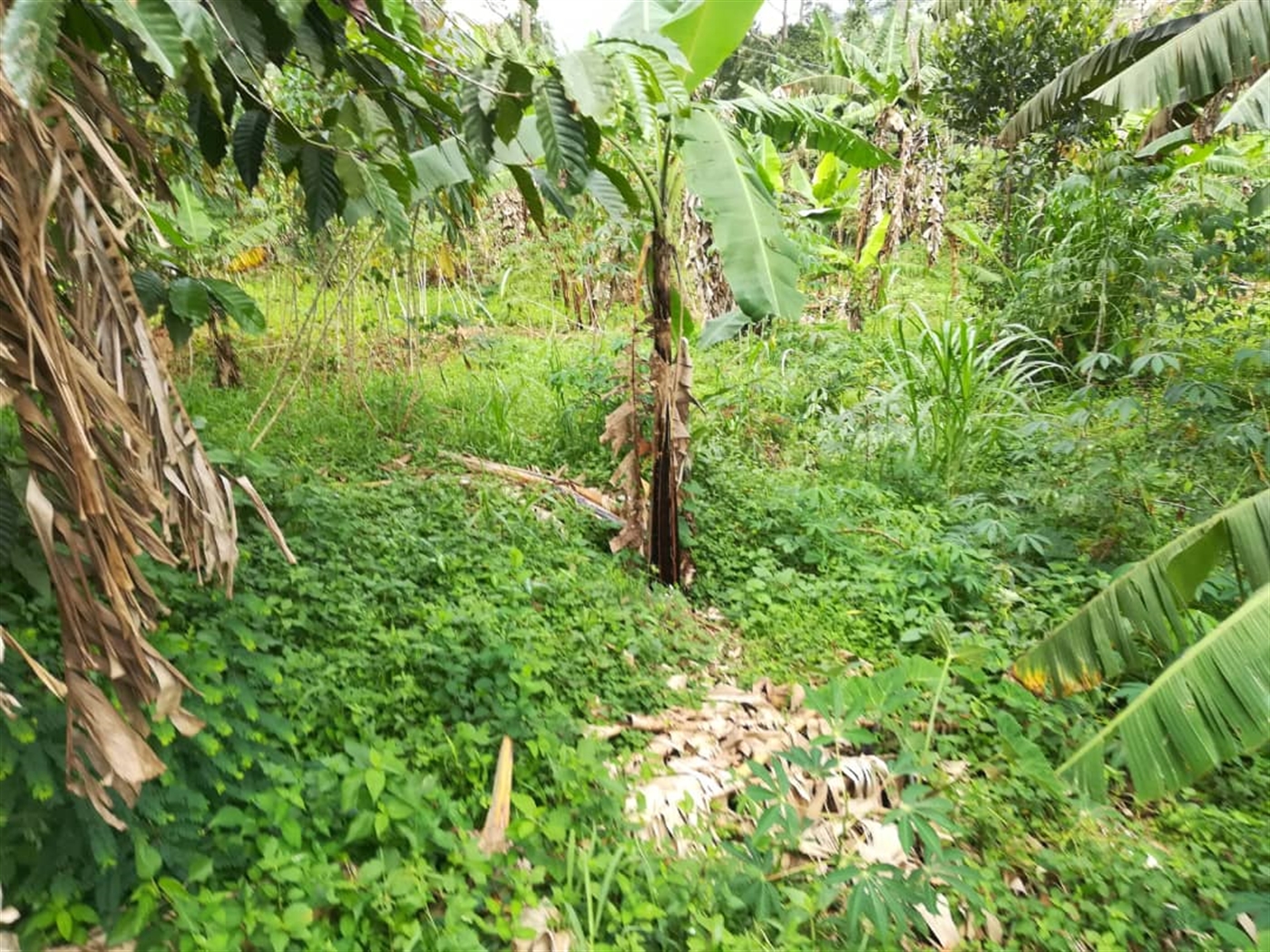 Residential Land for sale in Namilyango Mukono