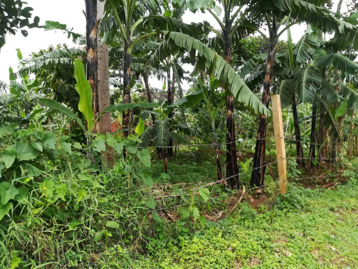 Residential Land for sale in Namilyango Mukono