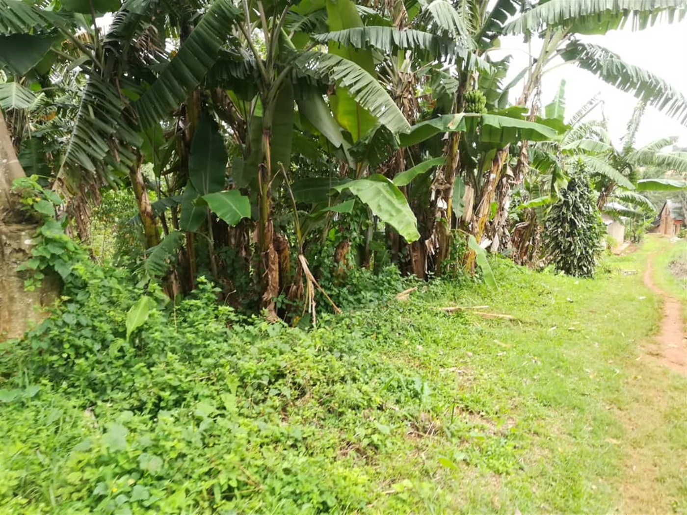 Residential Land for sale in Namilyango Mukono