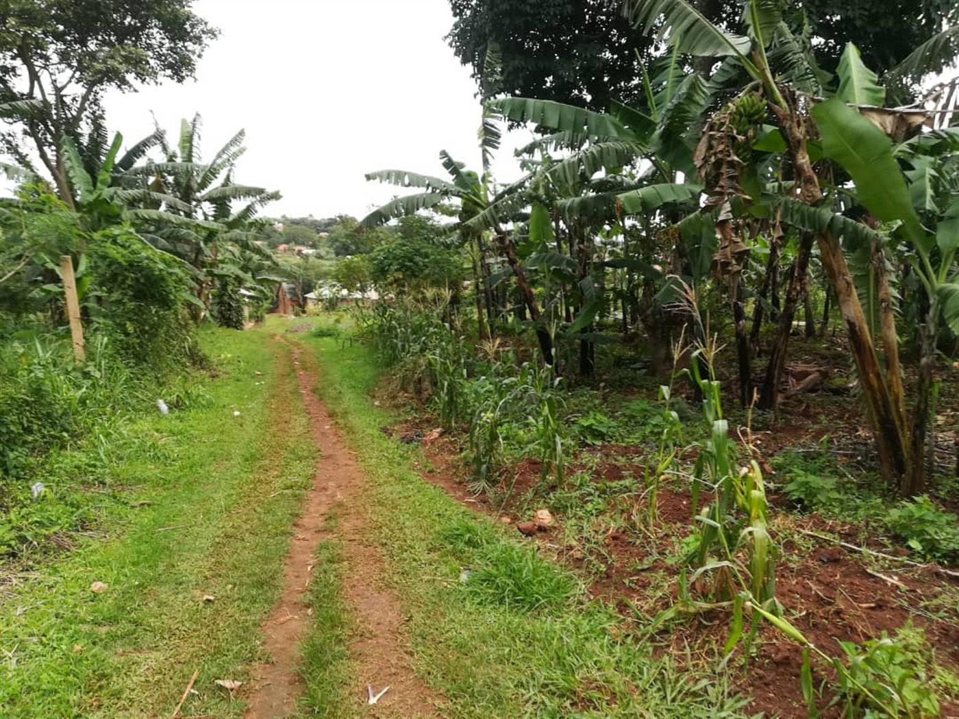 Residential Land for sale in Namilyango Mukono