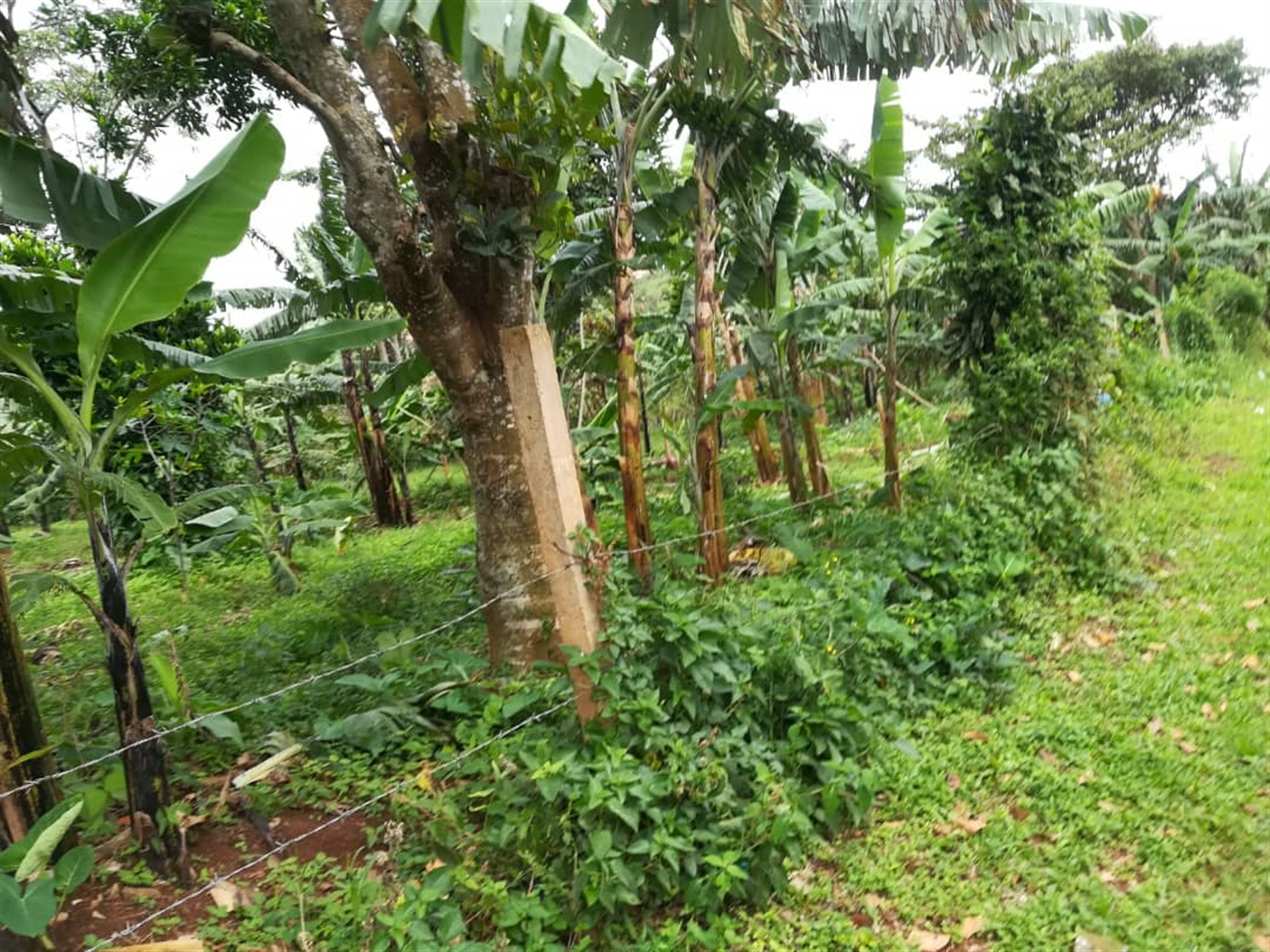 Residential Land for sale in Namilyango Mukono