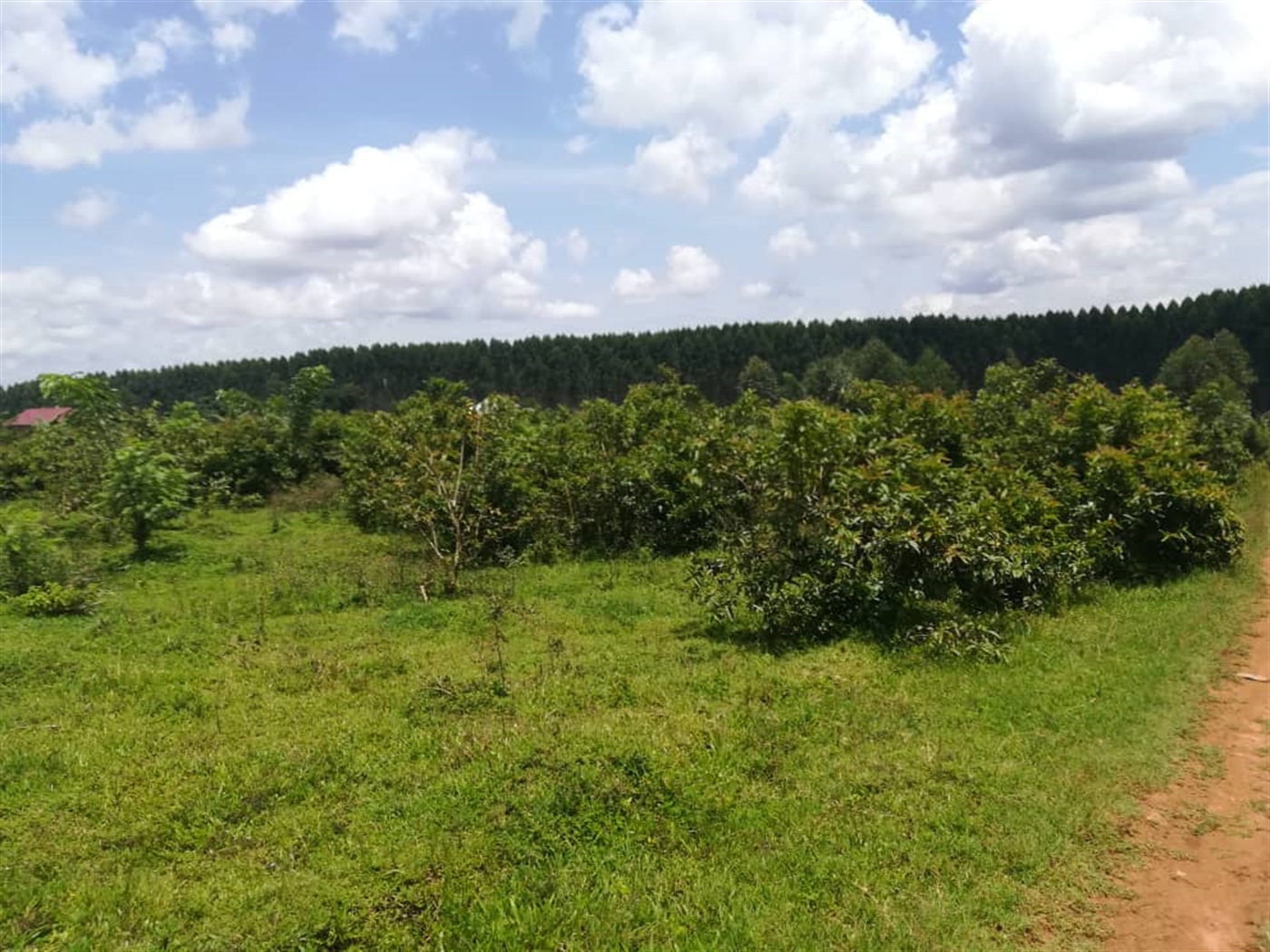 Residential Land for sale in Kisowela Mukono