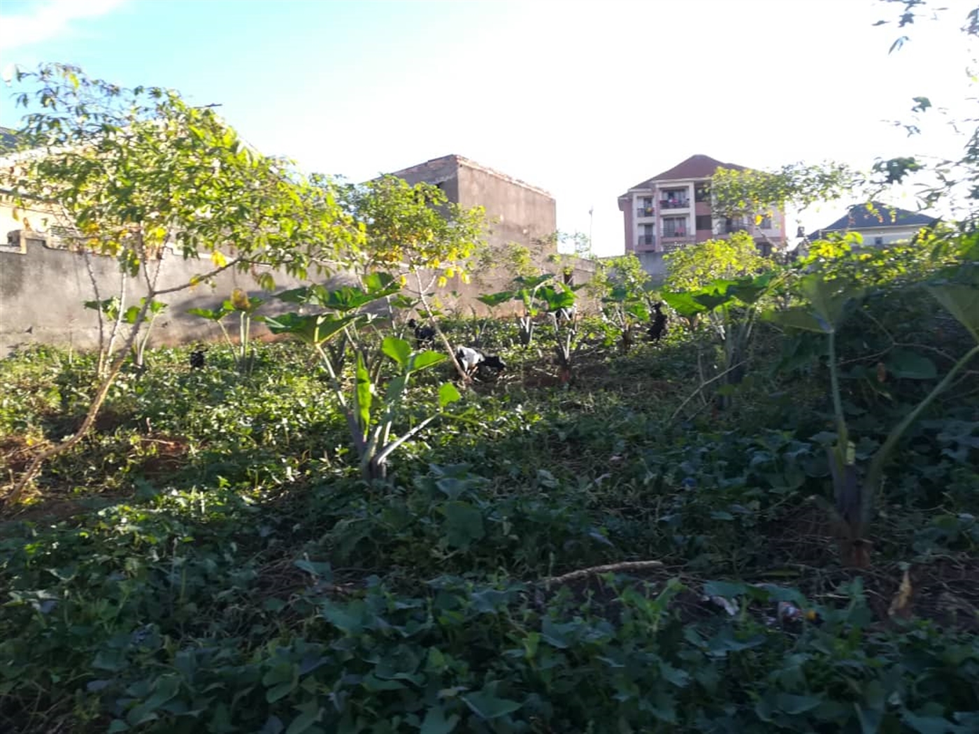 Residential Land for sale in Namilyango Mukono