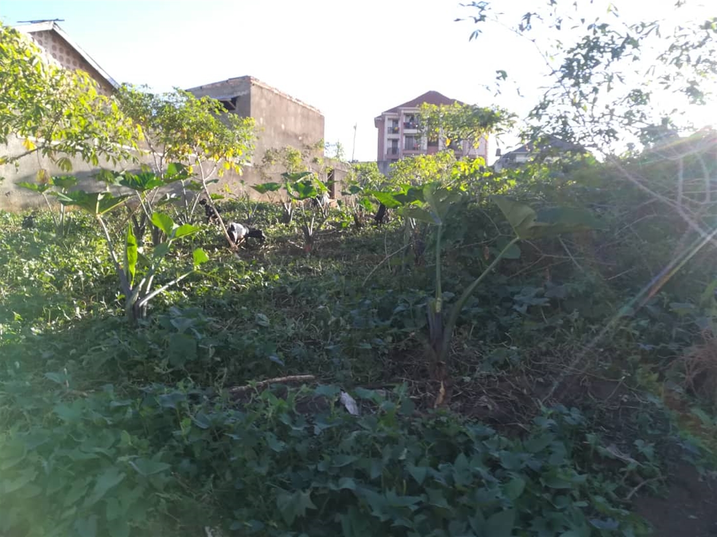 Residential Land for sale in Namilyango Mukono