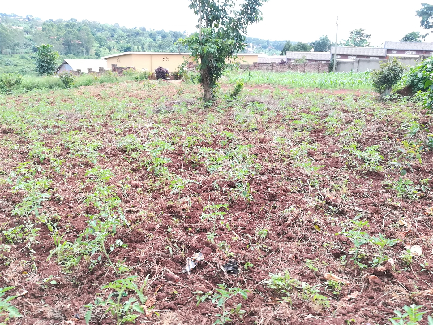 Residential Land for sale in Namilyango Mukono