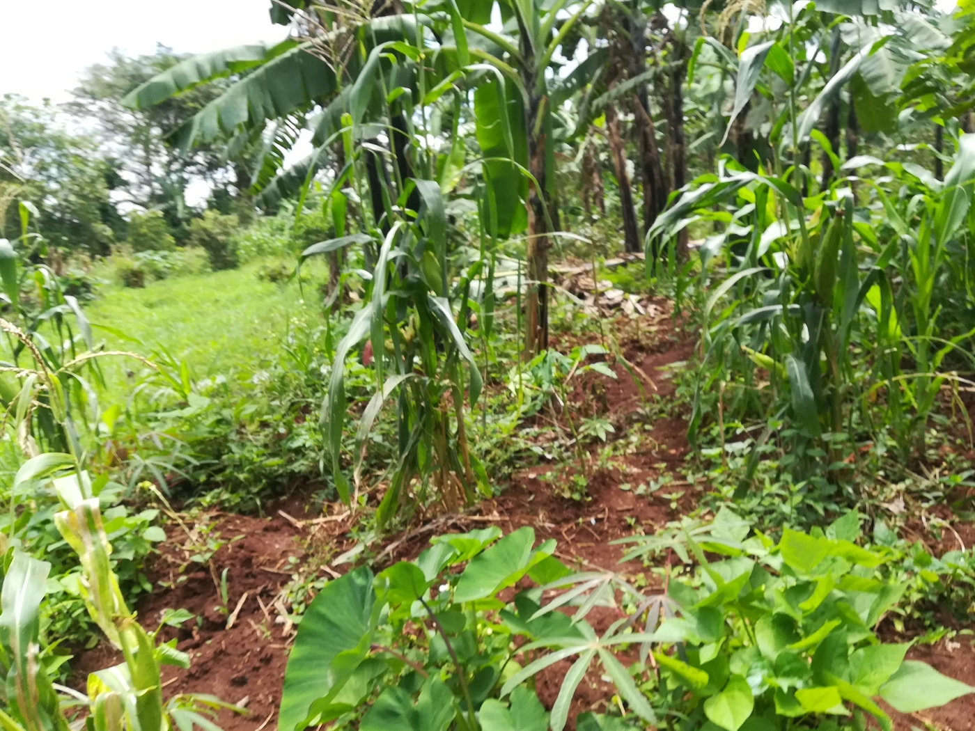 Residential Land for sale in Kawuga Mukono