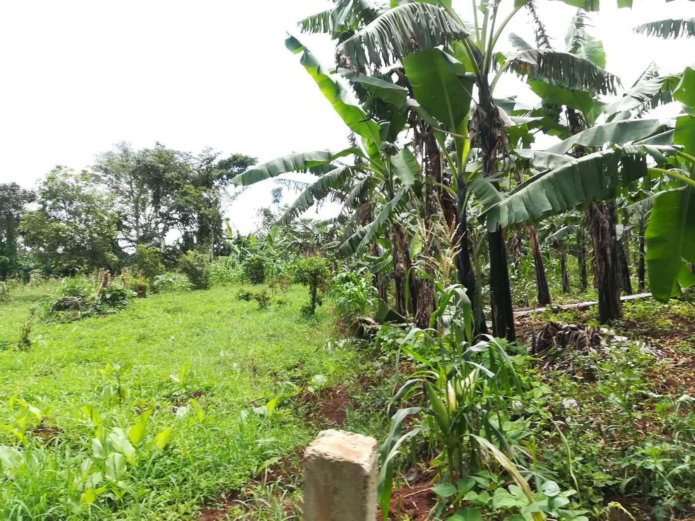 Residential Land for sale in Kawuga Mukono