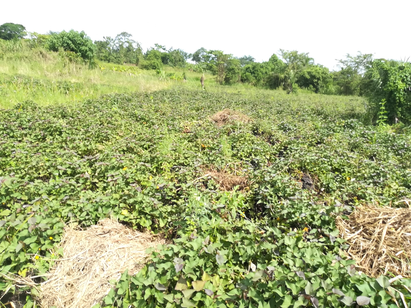 Agricultural Land for sale in Namaliri Mukono