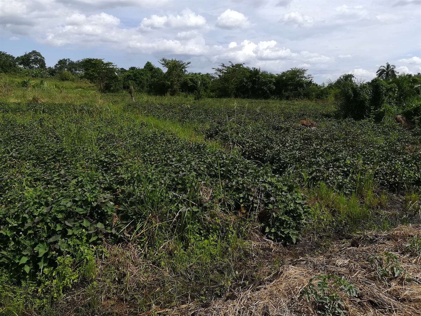 Agricultural Land for sale in Namaliri Mukono