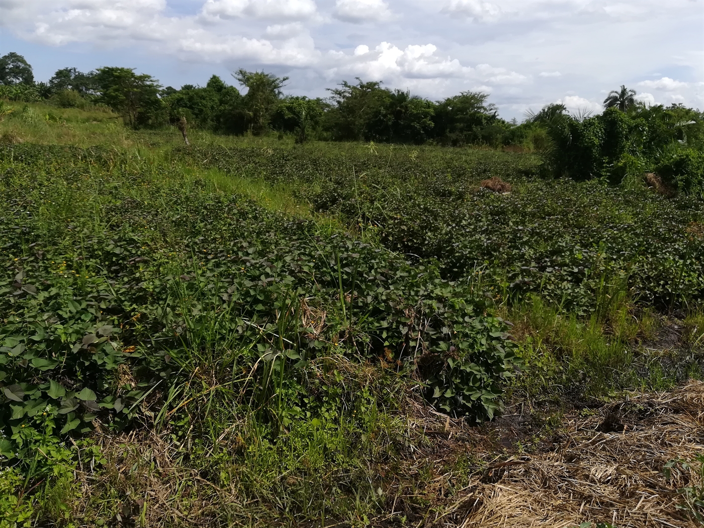 Agricultural Land for sale in Namaliri Mukono