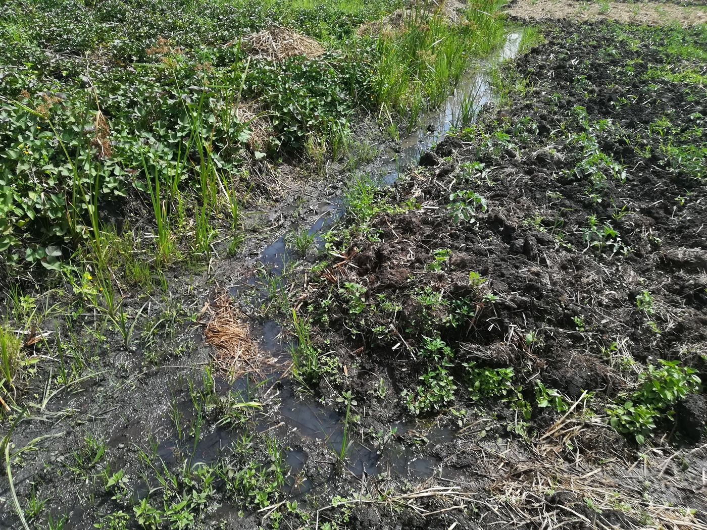 Agricultural Land for sale in Namaliri Mukono