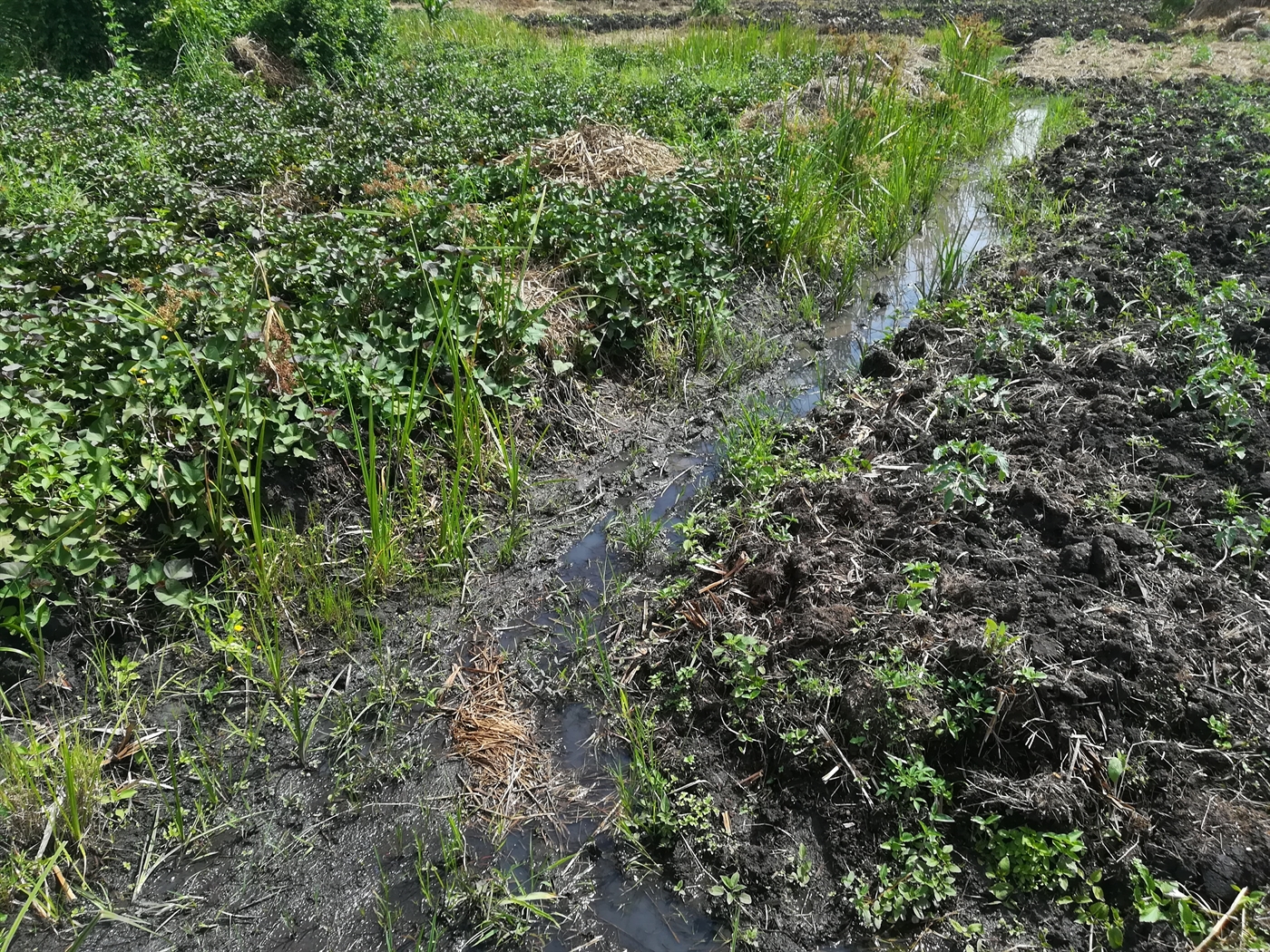 Agricultural Land for sale in Namaliri Mukono