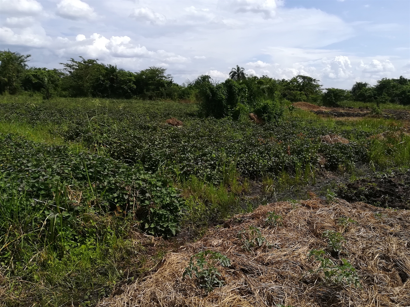 Agricultural Land for sale in Namaliri Mukono