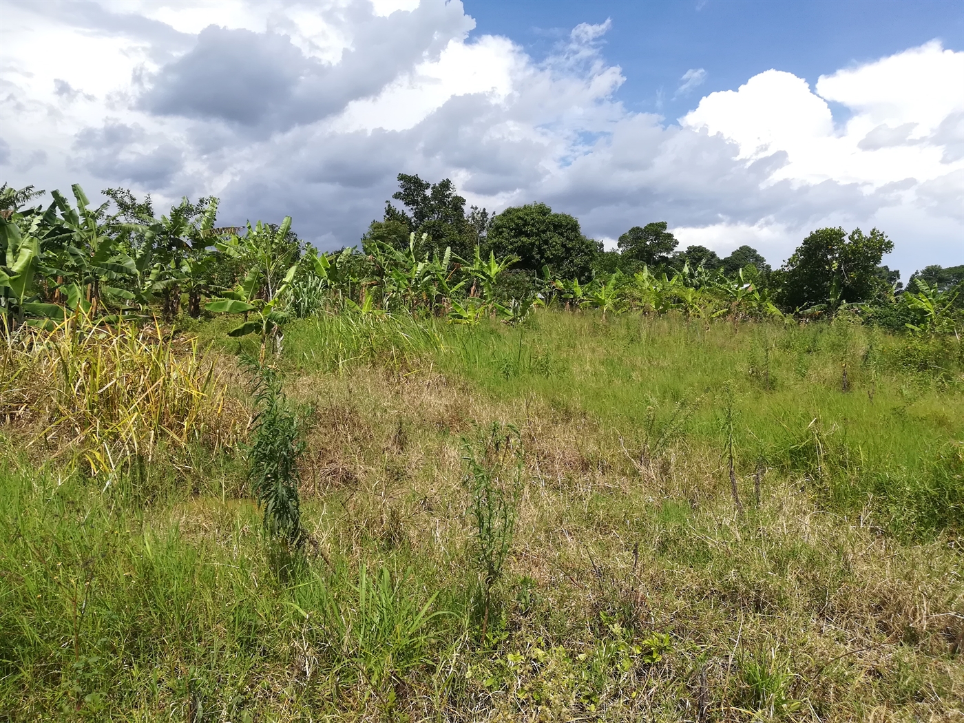 Agricultural Land for sale in Namaliri Mukono