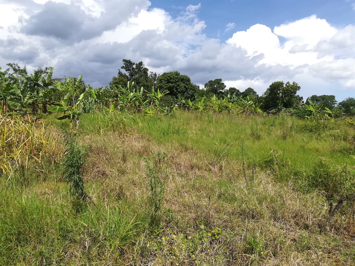 Agricultural Land for sale in Namaliri Mukono