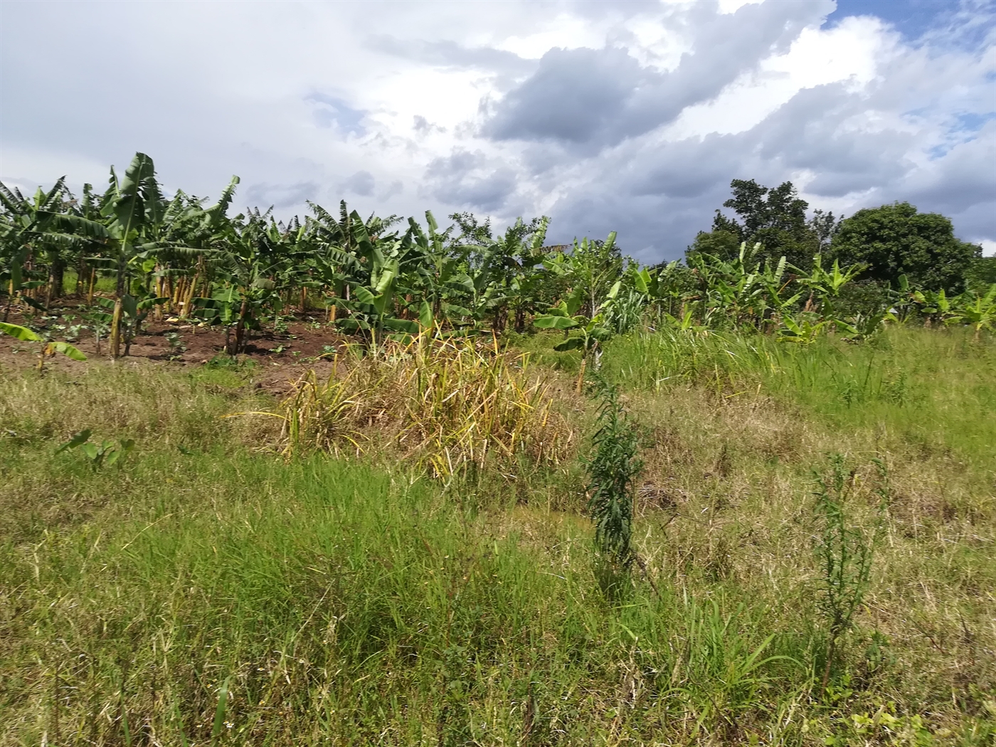 Agricultural Land for sale in Namaliri Mukono